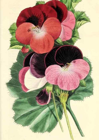 Reproducción/Reproduction 49812890118: The florist and garden miscellany.. London :Chapman and Hall,1850-1851.. 