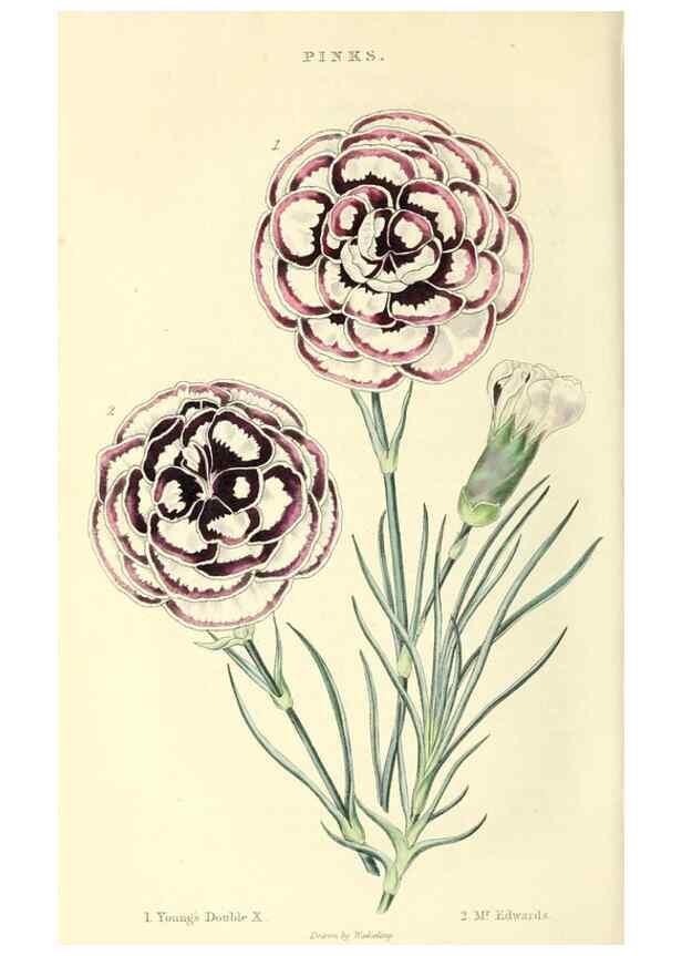 Reproducción/Reproduction 49813738227: The florist and garden miscellany.. London :Chapman and Hall,1850-1851.. 