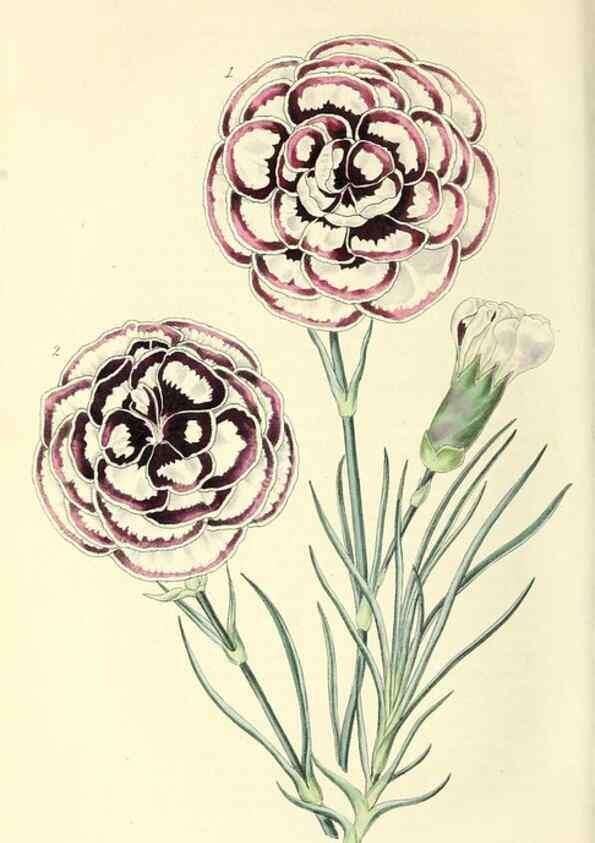 Reproducción/Reproduction 49813738227: The florist and garden miscellany.. London :Chapman and Hall,1850-1851.. 