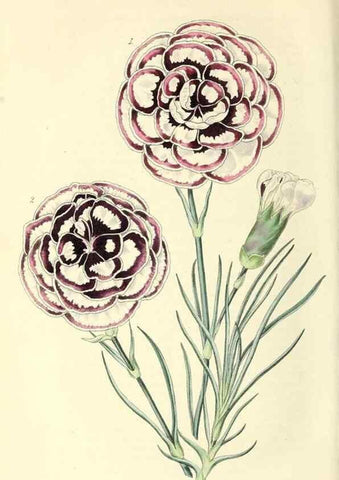 Reproducción/Reproduction 49813738227: The florist and garden miscellany.. London :Chapman and Hall,1850-1851.. 
