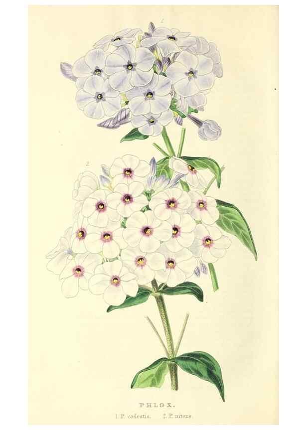 Reproducción/Reproduction 49813738437: The florist and garden miscellany.. London :Chapman and Hall,1850-1851.. 