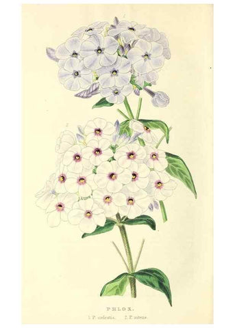 Reproducción/Reproduction 49813738437: The florist and garden miscellany.. London :Chapman and Hall,1850-1851.. 