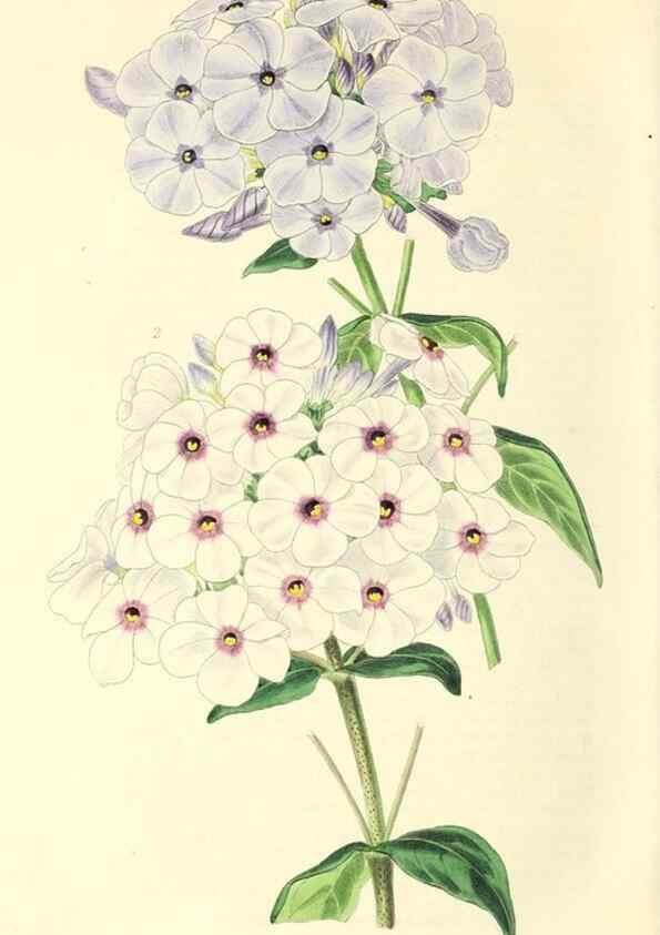 Reproducción/Reproduction 49813738437: The florist and garden miscellany.. London :Chapman and Hall,1850-1851.. 