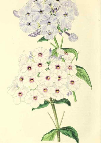 Reproducción/Reproduction 49813738437: The florist and garden miscellany.. London :Chapman and Hall,1850-1851.. 