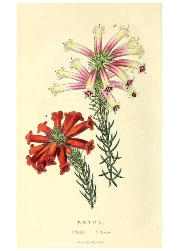 Reproducción/Reproduction 49812890643: The florist and garden miscellany.. London :Chapman and Hall,1850-1851.. 