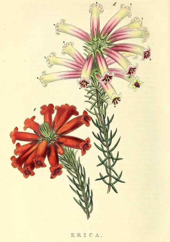 Reproducción/Reproduction 49812890643: The florist and garden miscellany.. London :Chapman and Hall,1850-1851.. 