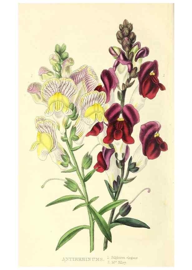 Reproducción/Reproduction 49812890953: The florist and garden miscellany.. London :Chapman and Hall,1850-1851.. 