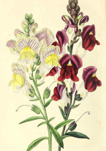Reproducción/Reproduction 49812890953: The florist and garden miscellany.. London :Chapman and Hall,1850-1851.. 