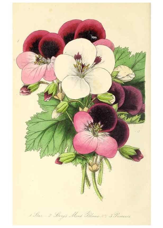 Reproducción/Reproduction 49812891223: The florist and garden miscellany.. London :Chapman and Hall,1850-1851.. 