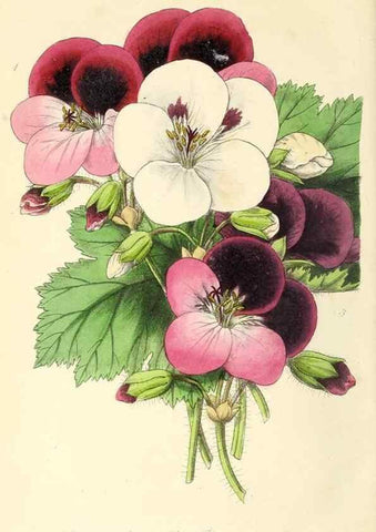 Reproducción/Reproduction 49812891223: The florist and garden miscellany.. London :Chapman and Hall,1850-1851.. 