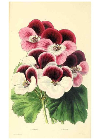 Reproducción/Reproduction 49813428816: The florist and garden miscellany.. London :Chapman and Hall,1850-1851.. 