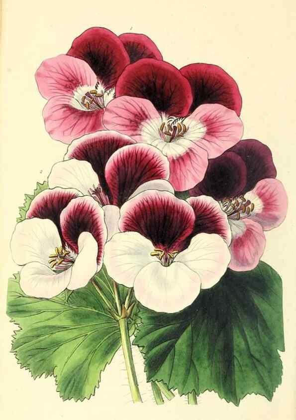 Reproducción/Reproduction 49813428816: The florist and garden miscellany.. London :Chapman and Hall,1850-1851.. 