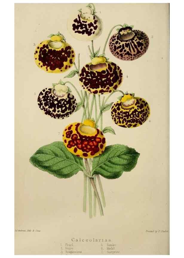 Reproducción/Reproduction 49811382337: The florist and garden miscellany.. London :Chapman and Hall,1850-1851.. 
