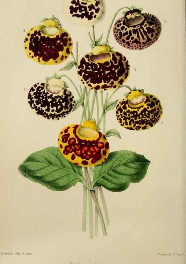 Reproducción/Reproduction 49811382337: The florist and garden miscellany.. London :Chapman and Hall,1850-1851.. 