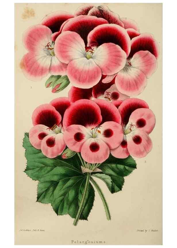 Reproducción/Reproduction 49811082151: The florist and garden miscellany.. London :Chapman and Hall,1850-1851.. 
