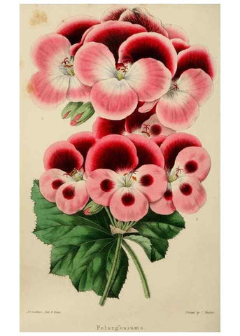 Reproducción/Reproduction 49811082151: The florist and garden miscellany.. London :Chapman and Hall,1850-1851.. 