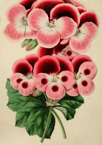 Reproducción/Reproduction 49811082151: The florist and garden miscellany.. London :Chapman and Hall,1850-1851.. 