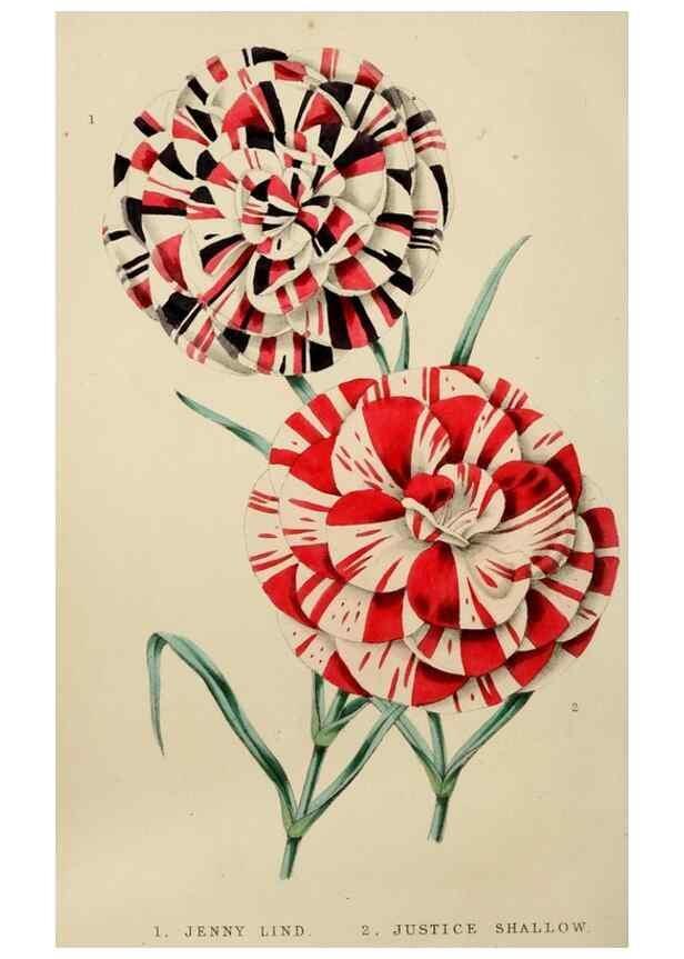 Reproducción/Reproduction 49811381737: The florist and garden miscellany.. London :Chapman and Hall,1850-1851.. 