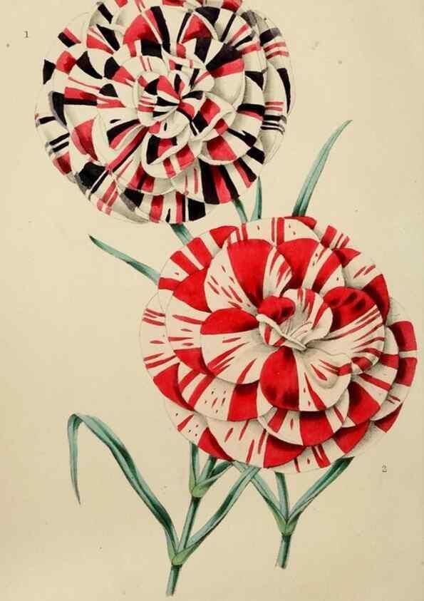 Reproducción/Reproduction 49811381737: The florist and garden miscellany.. London :Chapman and Hall,1850-1851.. 