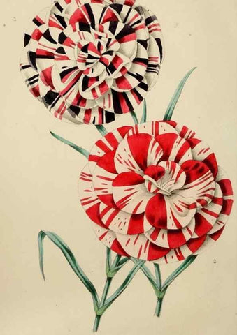 Reproducción/Reproduction 49811381737: The florist and garden miscellany.. London :Chapman and Hall,1850-1851.. 