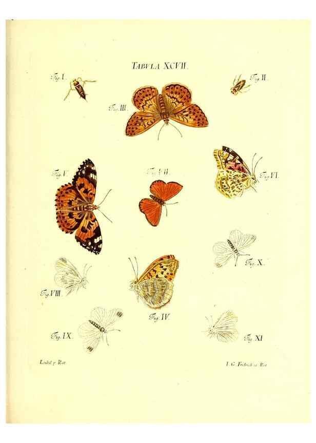 Reproducción/Reproduction 49809757023: Iacobi Christiani Schaefferi s.s. theologiae et philosophiae doctoris ... Icones insectorum circa Ratisbonam indigenorum :. Ratisbonae :Typis Breitfeldianis,MDCCLXXIX [1766-1779]. 
