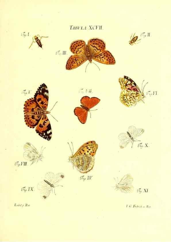Reproducción/Reproduction 49809757023: Iacobi Christiani Schaefferi s.s. theologiae et philosophiae doctoris ... Icones insectorum circa Ratisbonam indigenorum :. Ratisbonae :Typis Breitfeldianis,MDCCLXXIX [1766-1779]. 