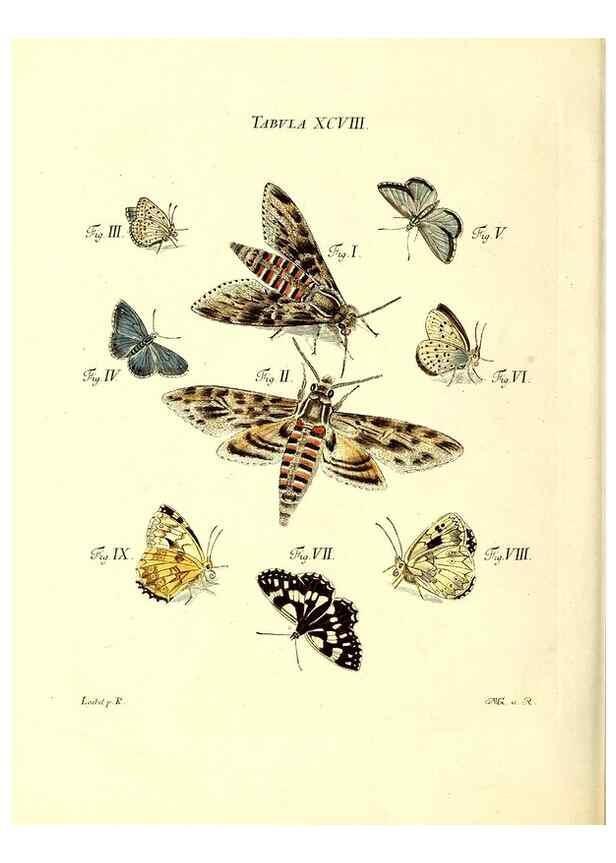 Reproducción/Reproduction 49810311751: Iacobi Christiani Schaefferi s.s. theologiae et philosophiae doctoris ... Icones insectorum circa Ratisbonam indigenorum :. Ratisbonae :Typis Breitfeldianis,MDCCLXXIX [1766-1779]. 