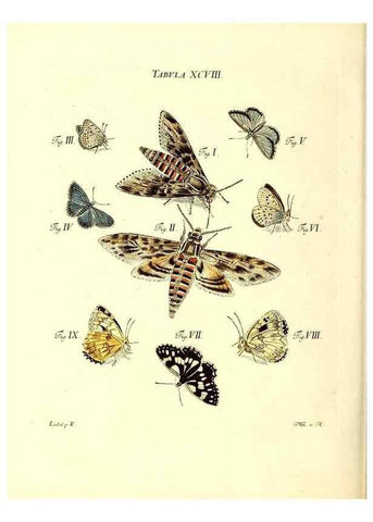 Reproducción/Reproduction 49810311751: Iacobi Christiani Schaefferi s.s. theologiae et philosophiae doctoris ... Icones insectorum circa Ratisbonam indigenorum :. Ratisbonae :Typis Breitfeldianis,MDCCLXXIX [1766-1779]. 