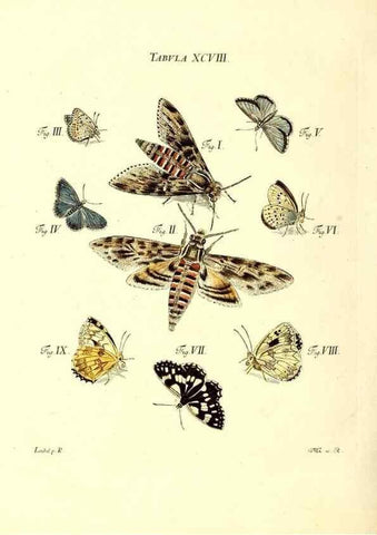 Reproducción/Reproduction 49810311751: Iacobi Christiani Schaefferi s.s. theologiae et philosophiae doctoris ... Icones insectorum circa Ratisbonam indigenorum :. Ratisbonae :Typis Breitfeldianis,MDCCLXXIX [1766-1779]. 