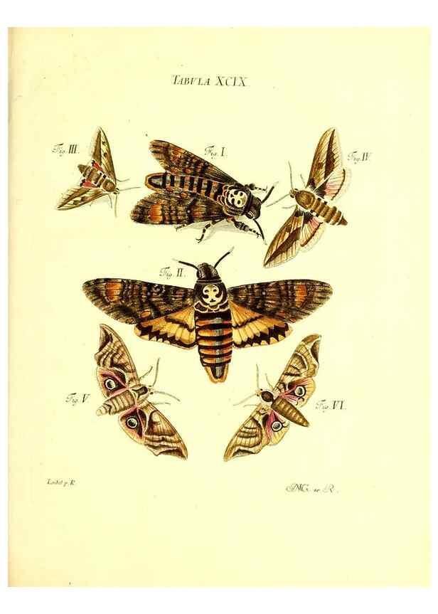Reproducción/Reproduction 49810612357: Iacobi Christiani Schaefferi s.s. theologiae et philosophiae doctoris ... Icones insectorum circa Ratisbonam indigenorum :. Ratisbonae :Typis Breitfeldianis,MDCCLXXIX [1766-1779]. 