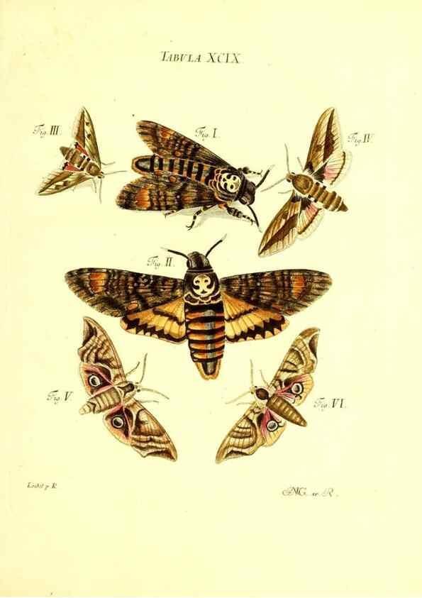 Reproducción/Reproduction 49810612357: Iacobi Christiani Schaefferi s.s. theologiae et philosophiae doctoris ... Icones insectorum circa Ratisbonam indigenorum :. Ratisbonae :Typis Breitfeldianis,MDCCLXXIX [1766-1779]. 