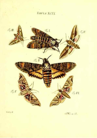 Reproducción/Reproduction 49810612357: Iacobi Christiani Schaefferi s.s. theologiae et philosophiae doctoris ... Icones insectorum circa Ratisbonam indigenorum :. Ratisbonae :Typis Breitfeldianis,MDCCLXXIX [1766-1779]. 