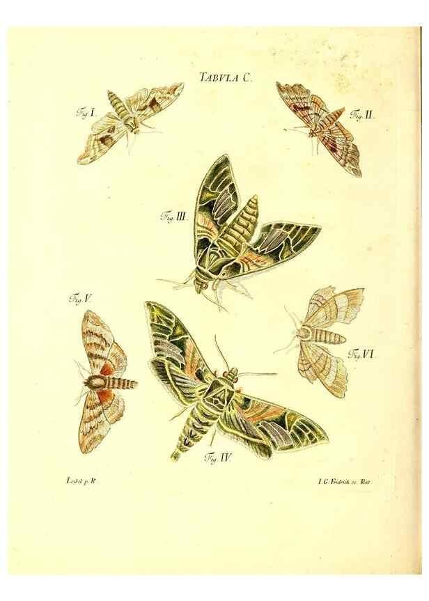 Reproducción/Reproduction 49810612707: Iacobi Christiani Schaefferi s.s. theologiae et philosophiae doctoris ... Icones insectorum circa Ratisbonam indigenorum :. Ratisbonae :Typis Breitfeldianis,MDCCLXXIX [1766-1779]. 