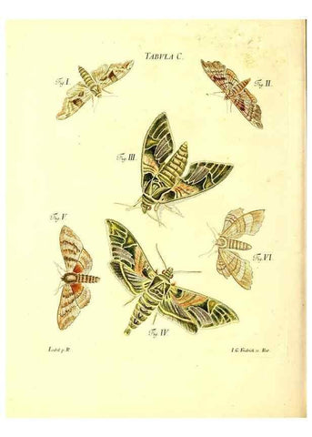 Reproducción/Reproduction 49810612707: Iacobi Christiani Schaefferi s.s. theologiae et philosophiae doctoris ... Icones insectorum circa Ratisbonam indigenorum :. Ratisbonae :Typis Breitfeldianis,MDCCLXXIX [1766-1779]. 