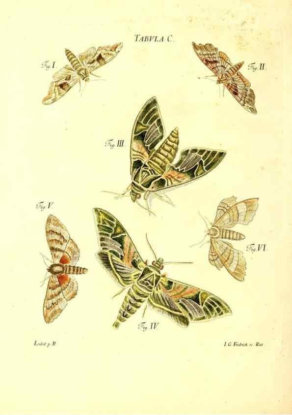Reproducción/Reproduction 49810612707: Iacobi Christiani Schaefferi s.s. theologiae et philosophiae doctoris ... Icones insectorum circa Ratisbonam indigenorum :. Ratisbonae :Typis Breitfeldianis,MDCCLXXIX [1766-1779]. 
