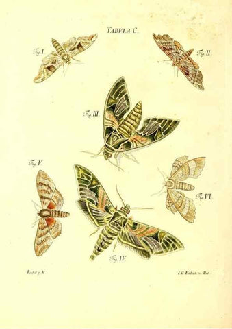 Reproducción/Reproduction 49810612707: Iacobi Christiani Schaefferi s.s. theologiae et philosophiae doctoris ... Icones insectorum circa Ratisbonam indigenorum :. Ratisbonae :Typis Breitfeldianis,MDCCLXXIX [1766-1779]. 