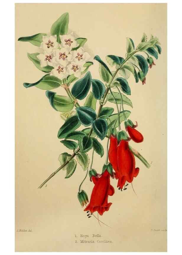 Reproducción/Reproduction 49811378472: The florist and garden miscellany.. London :Chapman and Hall,1850-1851.. 