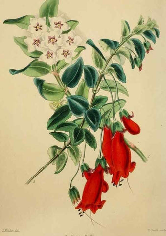 Reproducción/Reproduction 49811378472: The florist and garden miscellany.. London :Chapman and Hall,1850-1851.. 