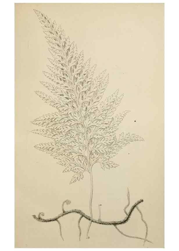 Reproducción/Reproduction 49811378722: The florist and garden miscellany.. London :Chapman and Hall,1850-1851.. 