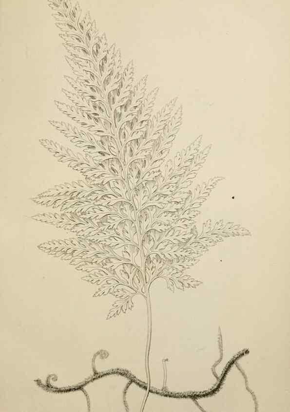Reproducción/Reproduction 49811378722: The florist and garden miscellany.. London :Chapman and Hall,1850-1851.. 