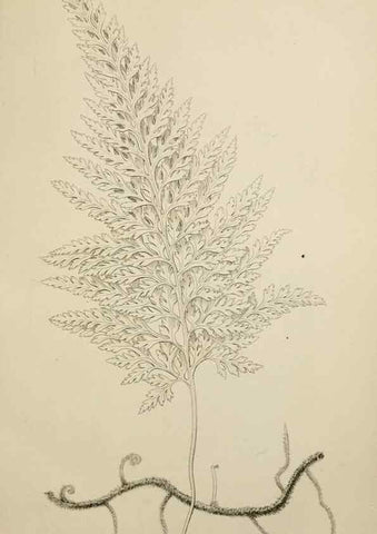 Reproducción/Reproduction 49811378722: The florist and garden miscellany.. London :Chapman and Hall,1850-1851.. 