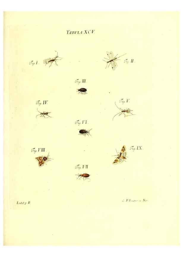 Reproducción/Reproduction 49809756318: Iacobi Christiani Schaefferi s.s. theologiae et philosophiae doctoris ... Icones insectorum circa Ratisbonam indigenorum :. Ratisbonae :Typis Breitfeldianis,MDCCLXXIX [1766-1779]. 