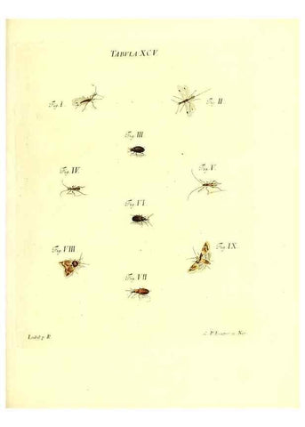 Reproducción/Reproduction 49809756318: Iacobi Christiani Schaefferi s.s. theologiae et philosophiae doctoris ... Icones insectorum circa Ratisbonam indigenorum :. Ratisbonae :Typis Breitfeldianis,MDCCLXXIX [1766-1779]. 