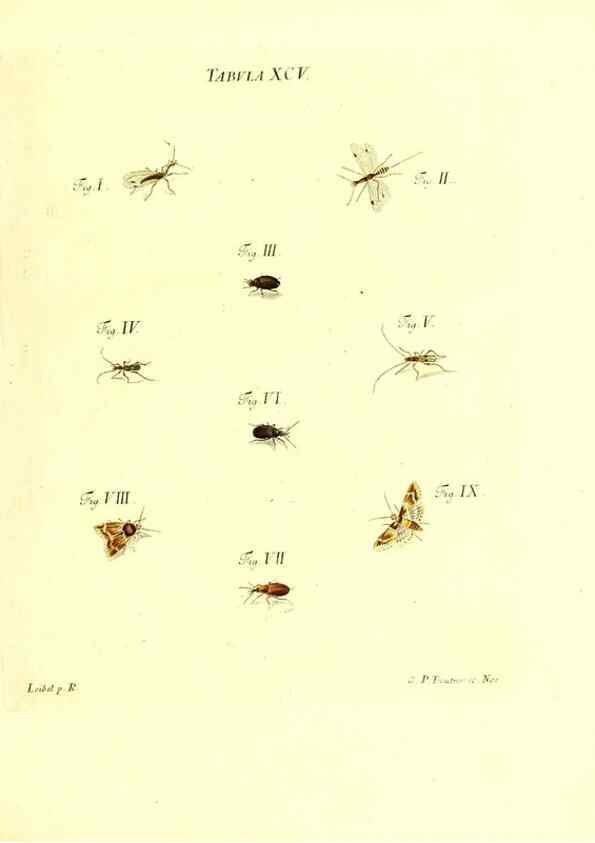 Reproducción/Reproduction 49809756318: Iacobi Christiani Schaefferi s.s. theologiae et philosophiae doctoris ... Icones insectorum circa Ratisbonam indigenorum :. Ratisbonae :Typis Breitfeldianis,MDCCLXXIX [1766-1779]. 