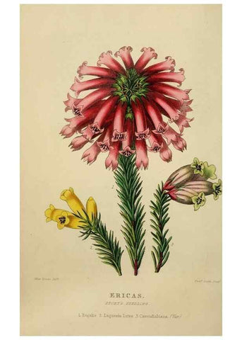 Reproducción/Reproduction 49810529633: The florist and garden miscellany.. London :Chapman and Hall,1850-1851.. 