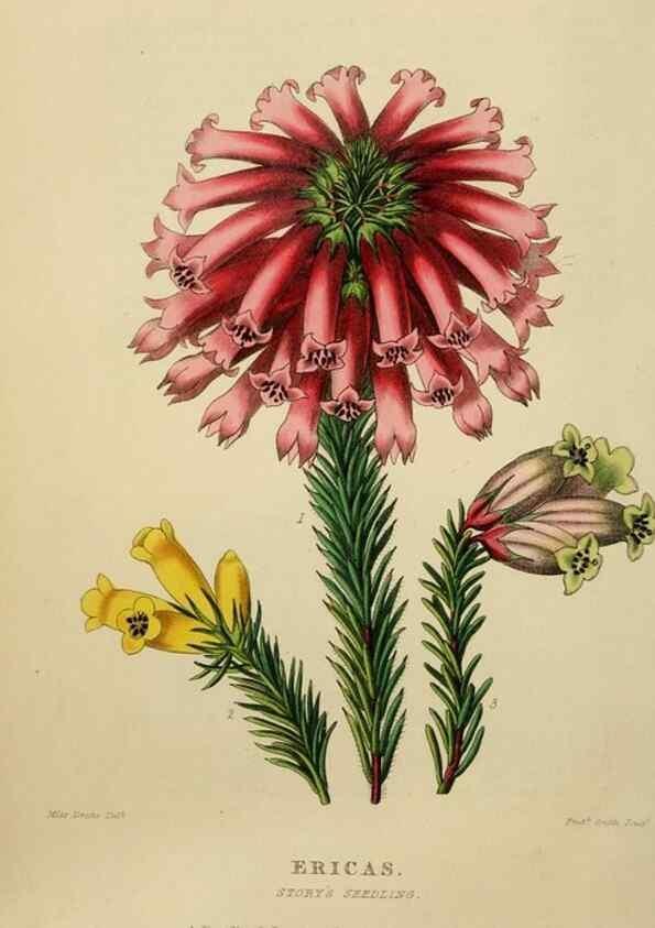 Reproducción/Reproduction 49810529633: The florist and garden miscellany.. London :Chapman and Hall,1850-1851.. 
