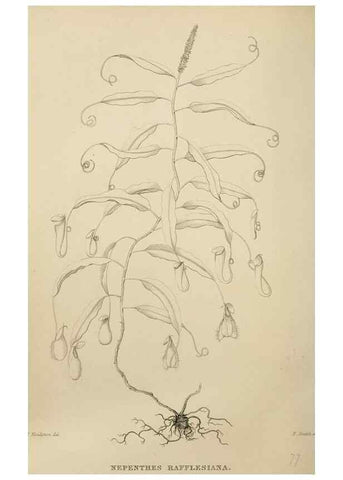 Reproducción/Reproduction 49811379472: The florist and garden miscellany.. London :Chapman and Hall,1850-1851.. 