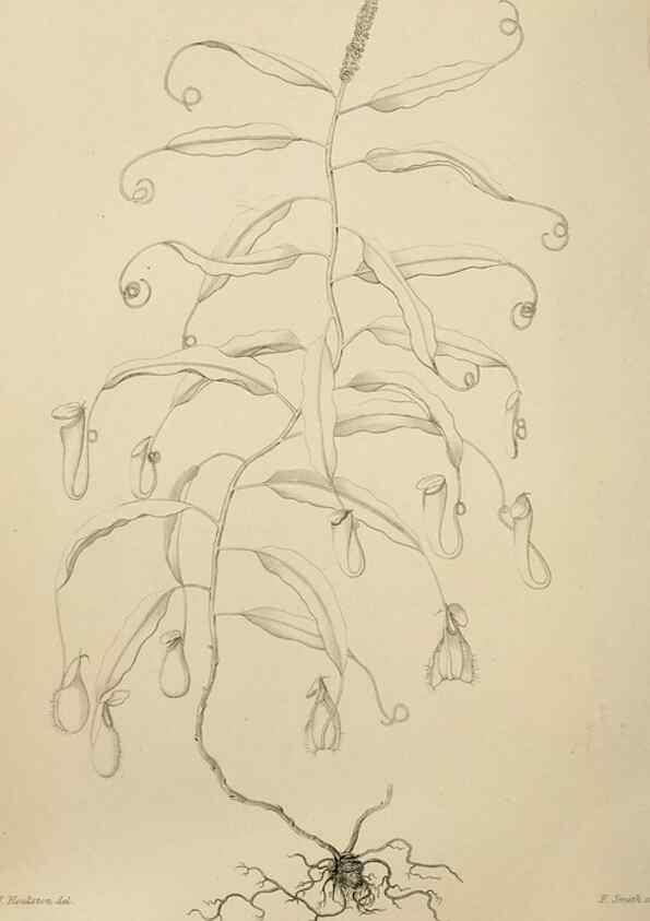 Reproducción/Reproduction 49811379472: The florist and garden miscellany.. London :Chapman and Hall,1850-1851.. 