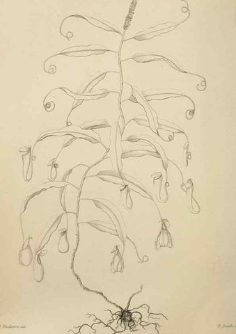 Reproducción/Reproduction 49811379472: The florist and garden miscellany.. London :Chapman and Hall,1850-1851.. 