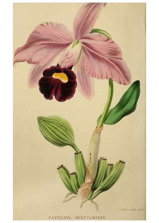 Reproducción/Reproduction 49810530418: The florist and garden miscellany.. London :Chapman and Hall,1850-1851.. 